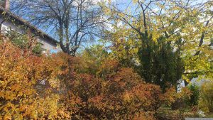 Unser Garten am 6. November 2023