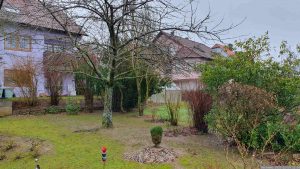 Unser Garten am 24. Dezember 2023 (Heilig Abend)