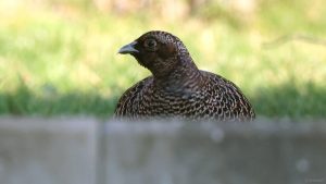 Henne des Jagdfasans (Phasianus colchicus) am 8. Januar 2024 zu Besuch in unserem Garten.
