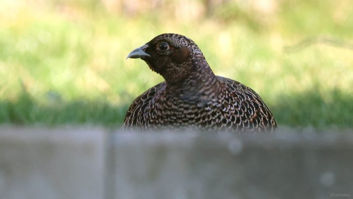 Henne des Jagdfasans (Phasianus colchicus) am 8. Januar 2024 zu Besuch in unserem Garten.