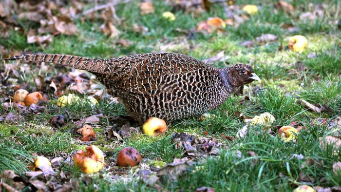 Henne des Jagdfasans (Phasianus colchicus) am 8. Januar 2024 zu Besuch in unserem Garten.
