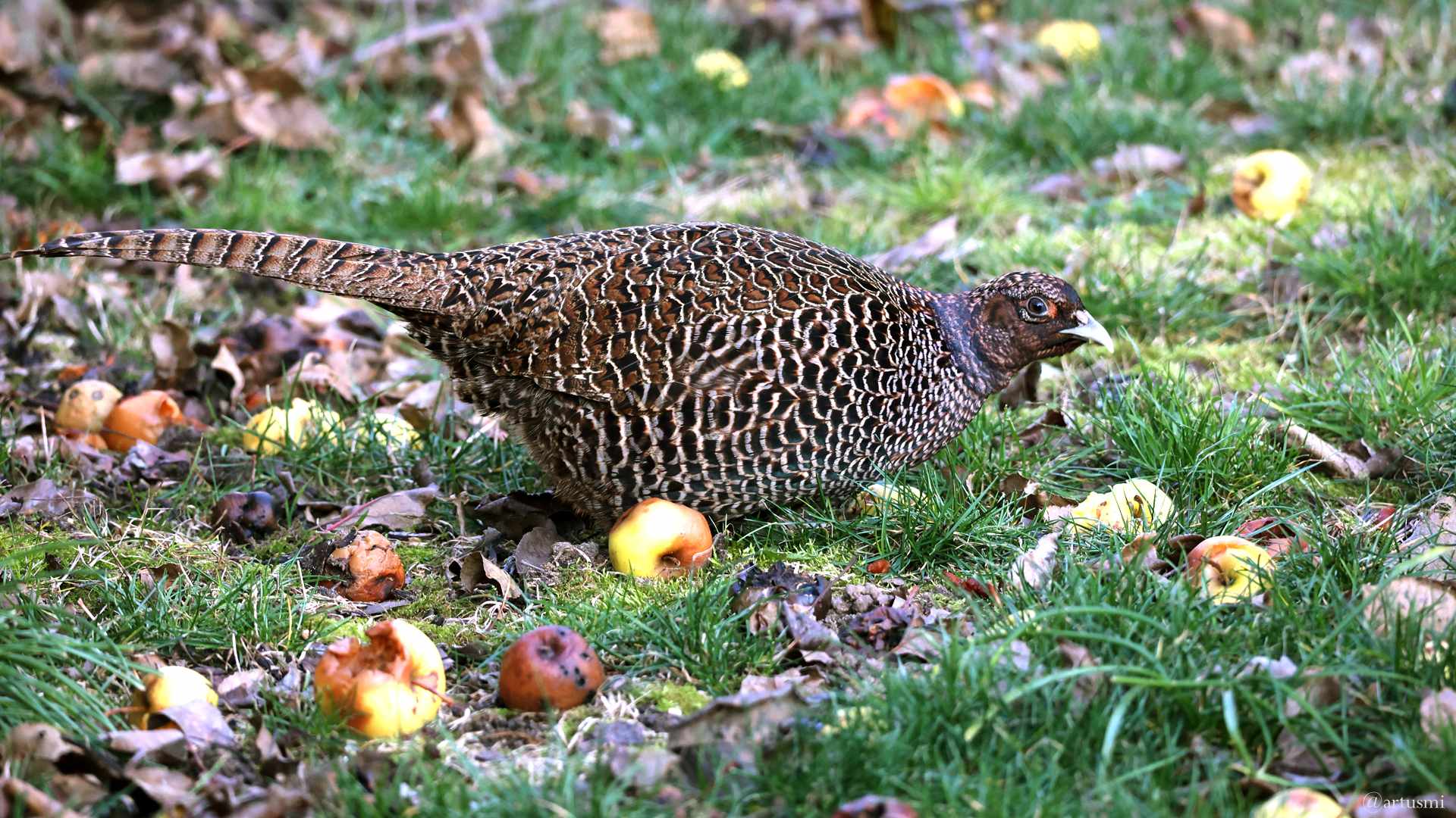 Henne des Jagdfasans zu Besuch in unserem Garten – Arts Fotos