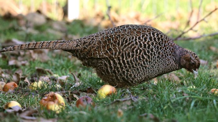 Henne des Jagdfasans (Phasianus colchicus) am 8. Januar 2024 zu Besuch in unserem Garten.