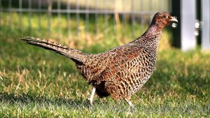 Henne des Jagdfasans (Phasianus colchicus) am 8. Januar 2024 zu Besuch in unserem Garten.