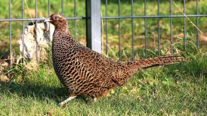 Henne des Jagdfasans (Phasianus colchicus) am 8. Januar 2024 zu Besuch in unserem Garten.