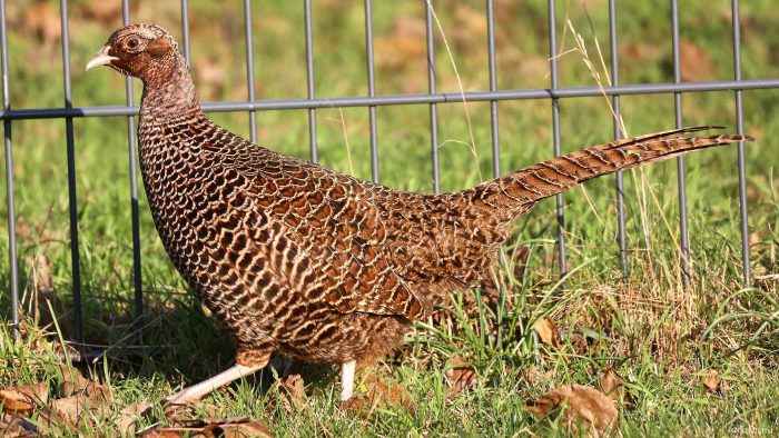 Henne des Jagdfasans (Phasianus colchicus) am 8. Januar 2024 zu Besuch in unserem Garten.