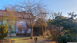Unser Garten am 11. Januar 2024