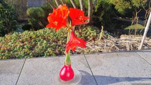 Blüten unserer roten Amaryllis aus der Gattung Hippeastrum (Rittersterne) am 11. Januar 2024.