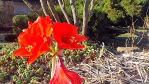 Blüten unserer roten Amaryllis aus der Gattung Hippeastrum (Rittersterne) am 11. Januar 2024.