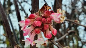 Blüten des Winterschneeballs (Viburnum bodnantense) am 16. Januar 2024