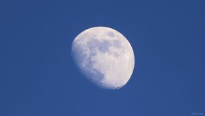 Goldener Henkel am 21. Januar 2024 am zunehmenden Mond