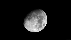 Goldener Henkel am 22. Januar 2024 am zunehmenden Mond