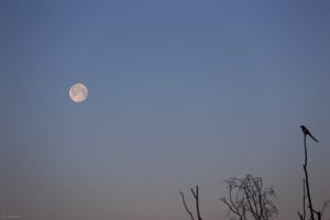 Elster bewundert abnehmenden Mond am 27. Januar 2024