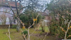 Unsere Chinesische Zaubernuss (Hamamelis mollis) am 31. Januar 2024