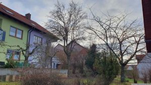 Eines der letzten Fotos von unserem Zwetschgenbaum am 3. Februar 2024