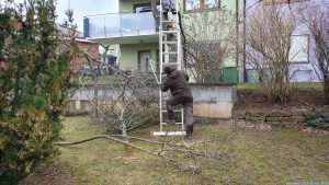 Fällen unseres Zwetschgenbaums am 3. Februar 2024