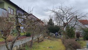 Fällen unseres Zwetschgenbaums am 3. Februar 2024