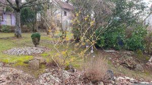 Chinesische Zaubernuss (Hamamelis mollis) in unserem Garten am 6. Februar 2024
