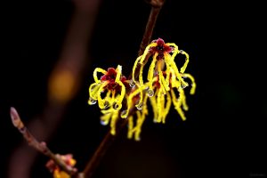 Blüten der Chinesischen Zaubernuss (Hamamelis mollis) mit Regentropfen am 8. Februar 2024.