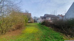 Grenzbepflanzung in unserem Garten am 15. Februar 2024