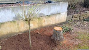 Am 15. Februar 2024 neu eingepflanzte Zierweide 'Hakuro Nishiki' (Salix integra) neben dem Stumpf unseres Zwetschgenbaums.