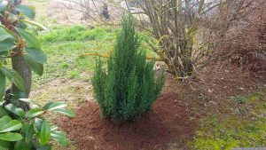 Am 15. Februar 2024 neu eingepflanzter Strauch-Wacholder 'Stricta' (Juniperus chinesis)