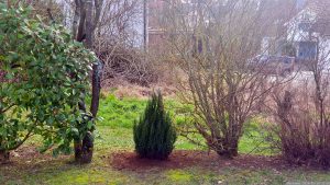 Am 15. Februar 2024 neu eingepflanzter Strauch-Wacholder 'Stricta' (Juniperus chinesis)