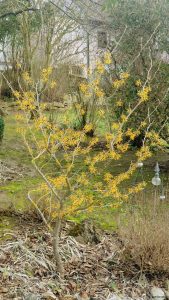 Chinesische Zaubernuss (Hamamelis mollis) am 16. Februar 2024