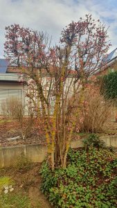 In Herzform geschnittener Winterschneeball (Viburnum bodnantense) am 16. Februar 2024