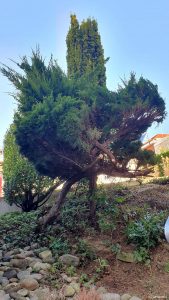 Am 16. Februar 2024 zurückgeschnittener Pfitzer-Wacholder (Juniperus media Pfitzeriana)