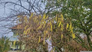 Blüten der Korkenzieherhasel (Corylus avelana 'CONTORTA') am 23. Februar 2024