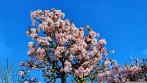 Blüten des Winterschneeballs (Viburnum bodnantense) am 25. Februar 2024