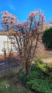 Blütenpracht unseres Winterschneeballs (Viburnum bodnantense) am 25. Februar 2024