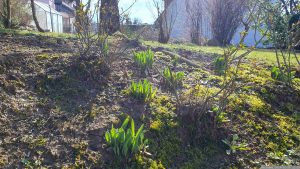Tulpen in unserem Garten am 28. Februar 2024