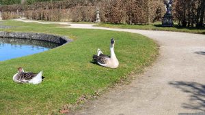 Höckergänse im Hofgarten in Veitshöchheim am 28. Februar 2024