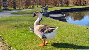 Höckergans im Hofgarten in Veitshöchheim am 28. Februar 2024