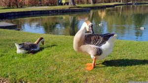 Höckergänse im Hofgarten in Veitshöchheim am 28. Februar 2024