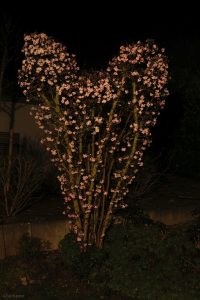 Blütenpracht unseres Winterschneeballs (Viburnum bodnantense) bei Nacht am 29. Februar 2024