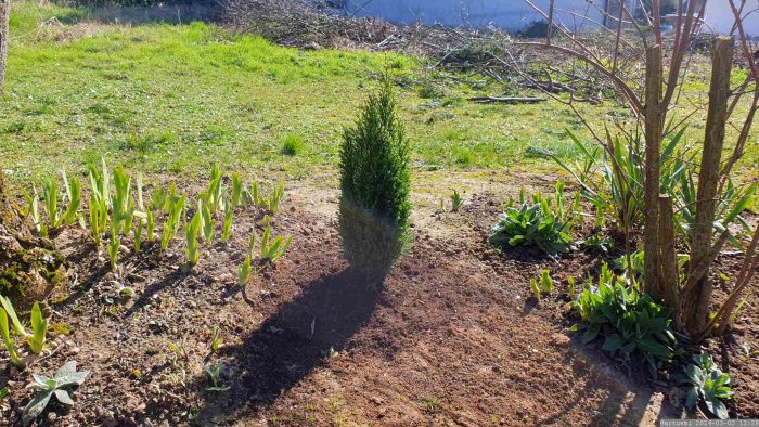 Neuanpflanzung von Lawsons Scheinzypresse (Chamaecyparis lawsoniana) am 2. März 2024