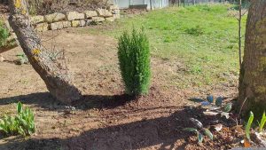 Neuanpflanzung von Lawsons Scheinzypresse (Chamaecyparis lawsoniana) am 2. März 2024