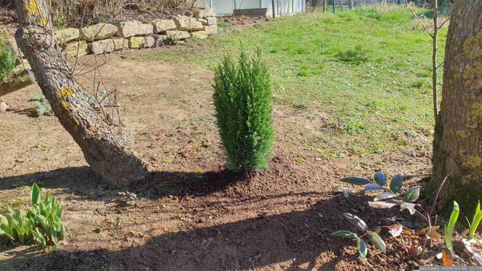 Neuanpflanzung von Lawsons Scheinzypresse (Chamaecyparis lawsoniana) am 2. März 2024