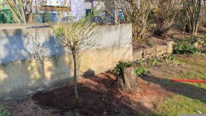 Zierweide 'Hakuro Nishiki' (Salix integra) und neu angepflanztes Kleinblättriges Immergrün (Vinca minor 'Rubra') am 2. März 2024