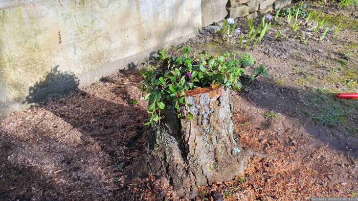 Neuanpflanzung Kleinblättriges Immergrün (Vinca minor 'Rubra') am 2. März 2024