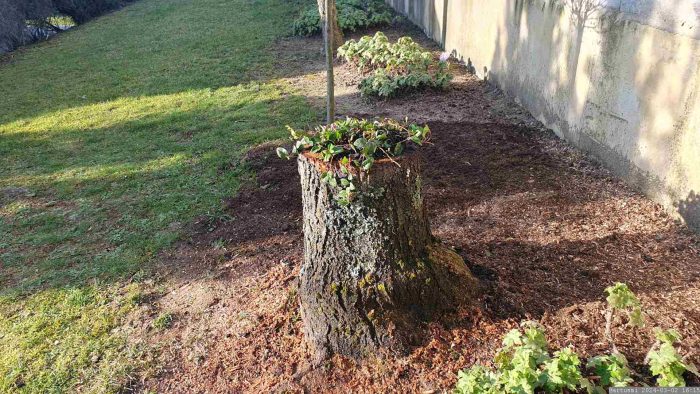 Neuanpflanzung Kleinblättriges Immergrün (Vinca minor 'Rubra') am 2. März 2024