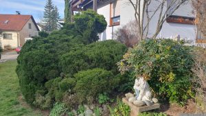 Pfitzer-Wacholder ‚Wilhelm Pfitzer‘ (Juniperus media Pfitzeriana) unterhalb der Terrasse