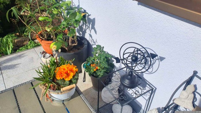 Seit 11. März 2024 wieder auf unserer Terrasse - Cherrytomaten, auch Kirschtomaten genannt.
