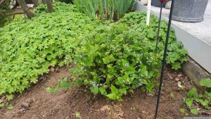 Großblättriges Kaukasusvergissmeinnicht (Brunnera macrophylla) am 18. März 2024