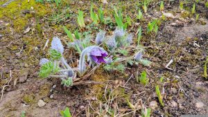 Erste Blüten der Gewöhnlichen Kuhschelle (Pulsatilla vulgaris) am 19. März 2024