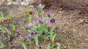 Blüten der Gewöhnlichen Kuhschelle (Pulsatilla vulgaris) am 26. März 2024