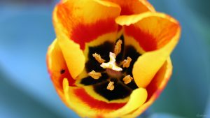 Die erste Tulpenblüte in unserem Garten am 27. März 2024